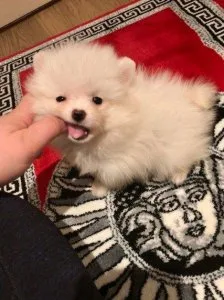 Amazing very fluffy miniature Pomeranian.