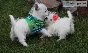 West Highland Terrier Puppies