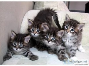 Siberian Kittens For Sale