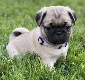 PUG PUPPY FOR SALE