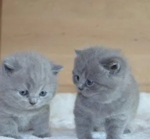Blue Scottish Fold Kittens