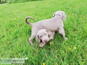 Weimaraner puppies For sale