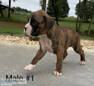 Boxer puppies