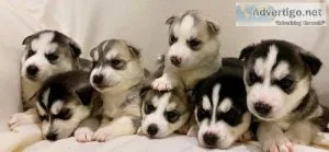 I have two siberian huskies pups for sale.