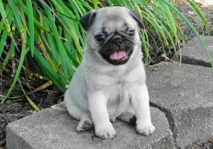 Urgent home needed for male and female pug.