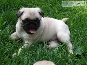 Pug Puppies For Sale.
