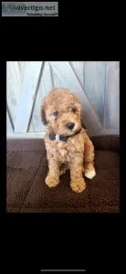 Toy Poodles