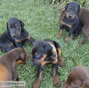 DOBERMAN PUPPIES FOR SALE