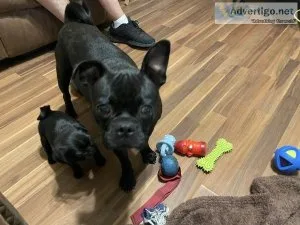 pug