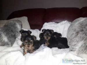 Gorgeous Yorkshire male and female puppies