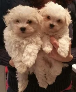 Stunning Maltese Babies.