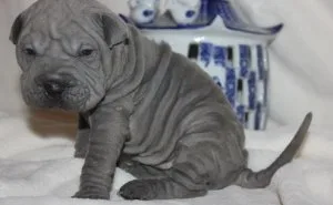 Stunning Litter of Sharpei