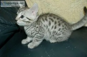 Endless Entertainment Egyptian mau for sale.