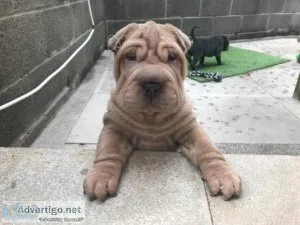 Platinum Gorgeous Chunky Shar Pei