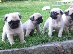 Last beautiful Pug puppies.