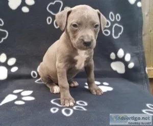 Secure Staffordshire bull terriers puppies for sale.