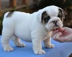English Bulldog Pups