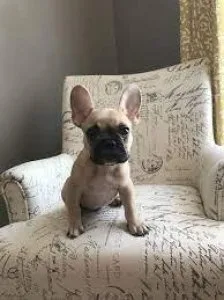French Bulldog Pups