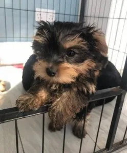 Pedigree Yorkshire Terrier Puppies for sale