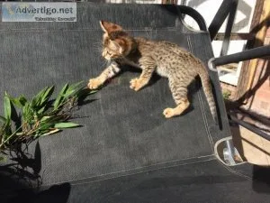 Healthy  confident Savannah kittens.