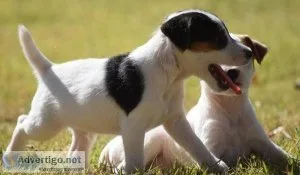 Stunning litter of Jack Russell puppies.