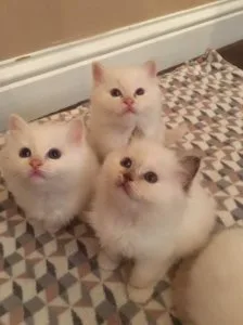 Potential Birman Kitten.