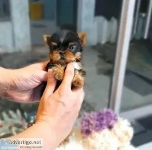 Wholesome Yorkie Puppies for sale