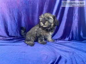 Adorable Shih Poo Puppy