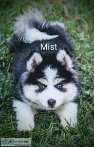Perfect Pomskies