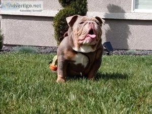 Lilac Tri English Bulldog Female