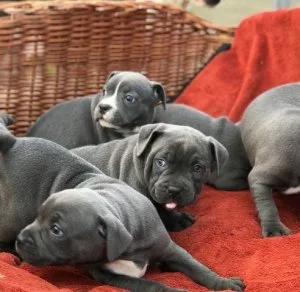 staffy males and females available for loving homes.