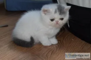 Great Exotic Kittens.