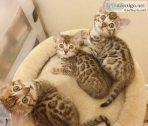 Two Beautiful Bengal Kittens