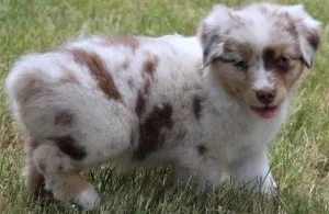 adorable Australian Shepherd puppies