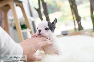 Teacup French Bulldogs for sale