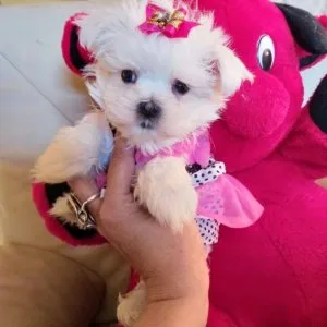 Adorable pure breed Maltese puppies for sale.