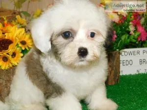 Chicago Havanese Pups. Nonshedding. Financing