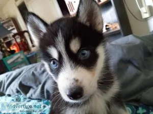 Siberian husky