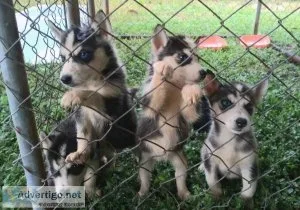 Husky puppies