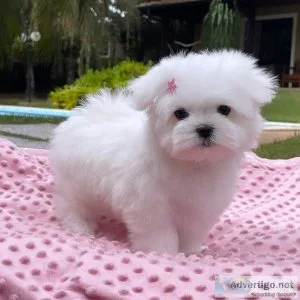 Teacup Maltese for Adoption