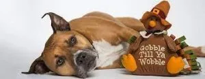 The Dog Training Clinic LLC