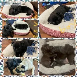 pug