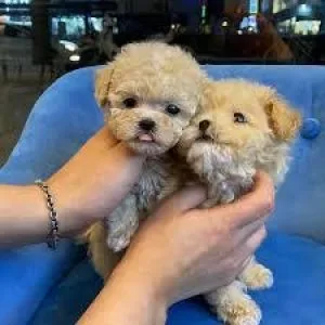 maltipoo puppies for sale