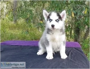 White and black male Siberian Husky puppy available.
