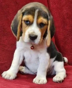 beagle puppies