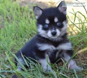 Marking Pomsky Puppies For Sale.