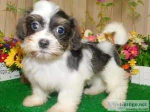 Chicago Shihpoo Mix type. NONSHEDDINGAllergy Free. Financing