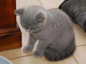 International British Shorthair kittens available.