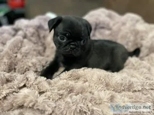 pug