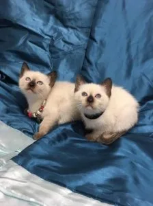 Original Style Pedigree Siamese Kittens